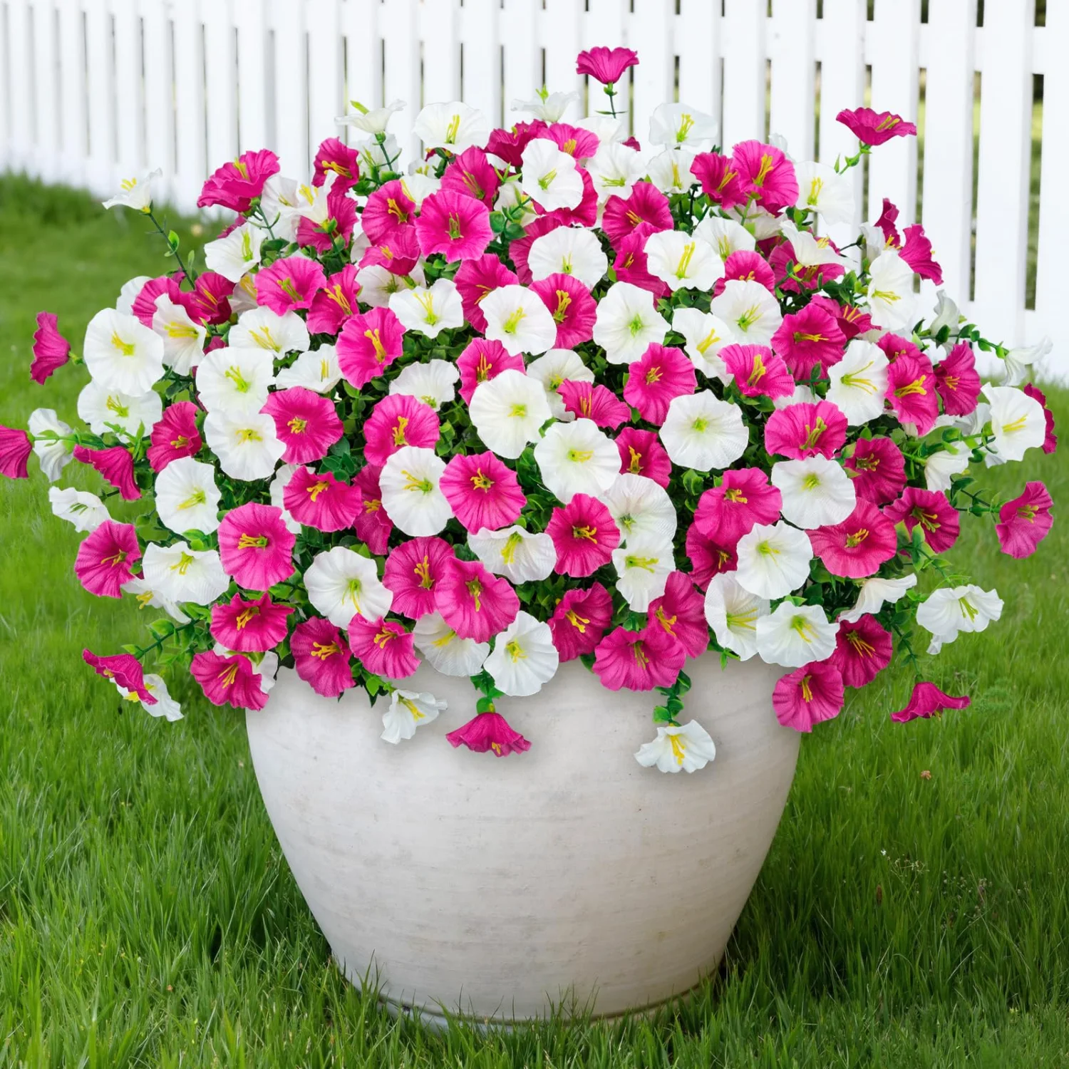 Bassion Morning glory bundles, 16 pack in Fuchsia White