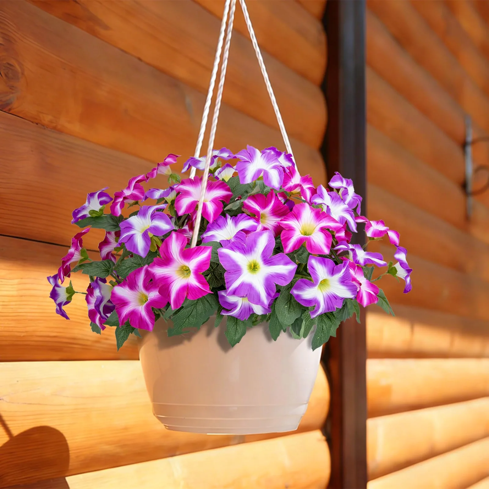 Bassion petunias