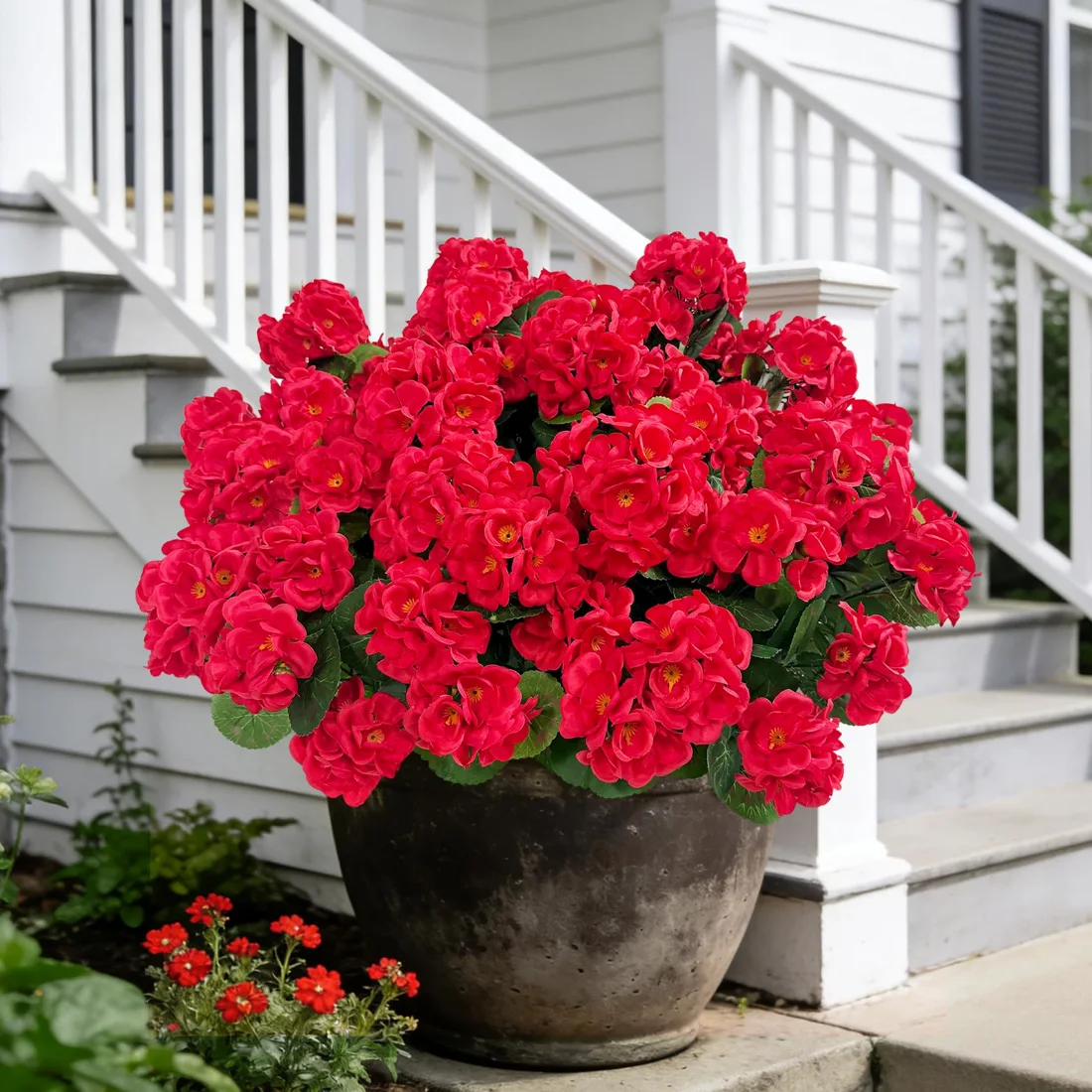 Bassion Fake geraniums, 6 pack in Red, view 2