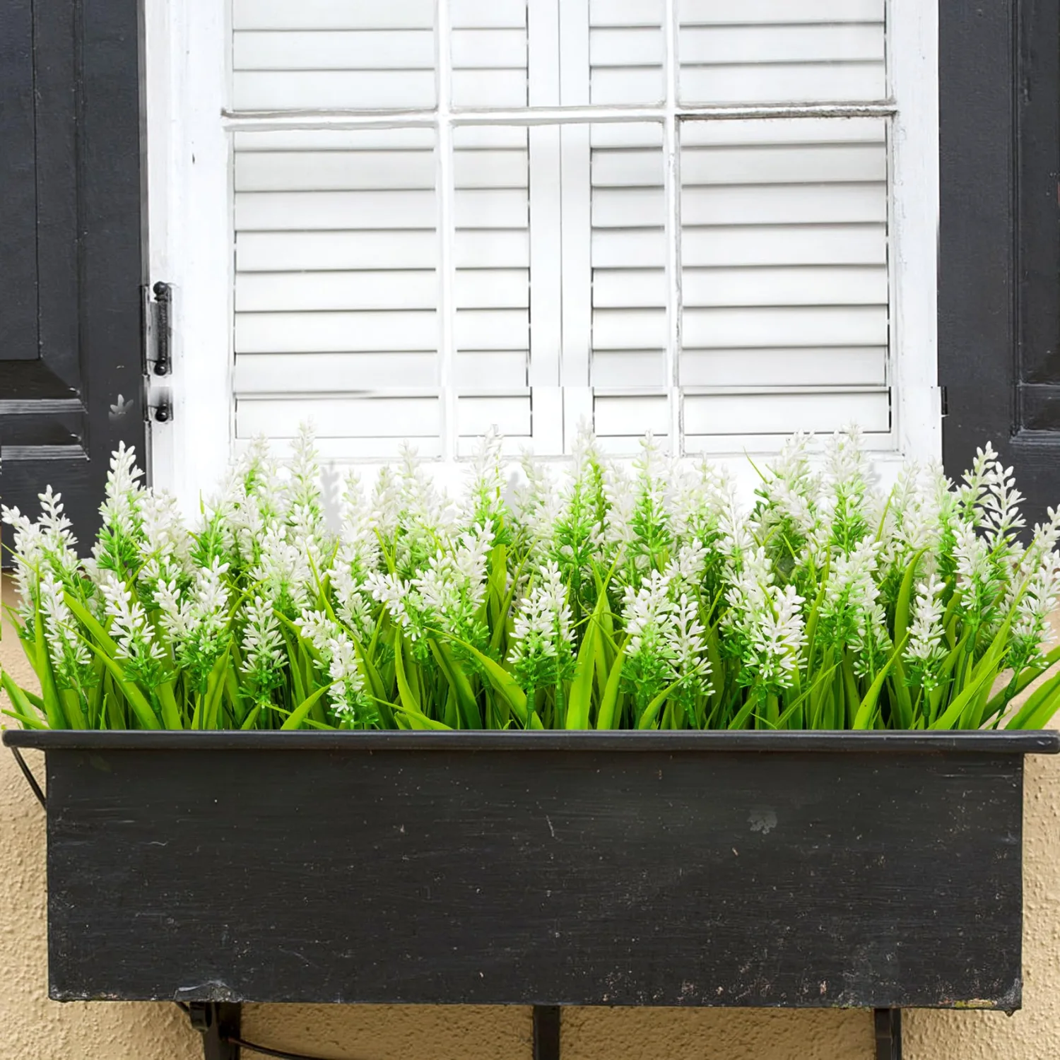 Bassion Window box lavender, 24 bundles in White