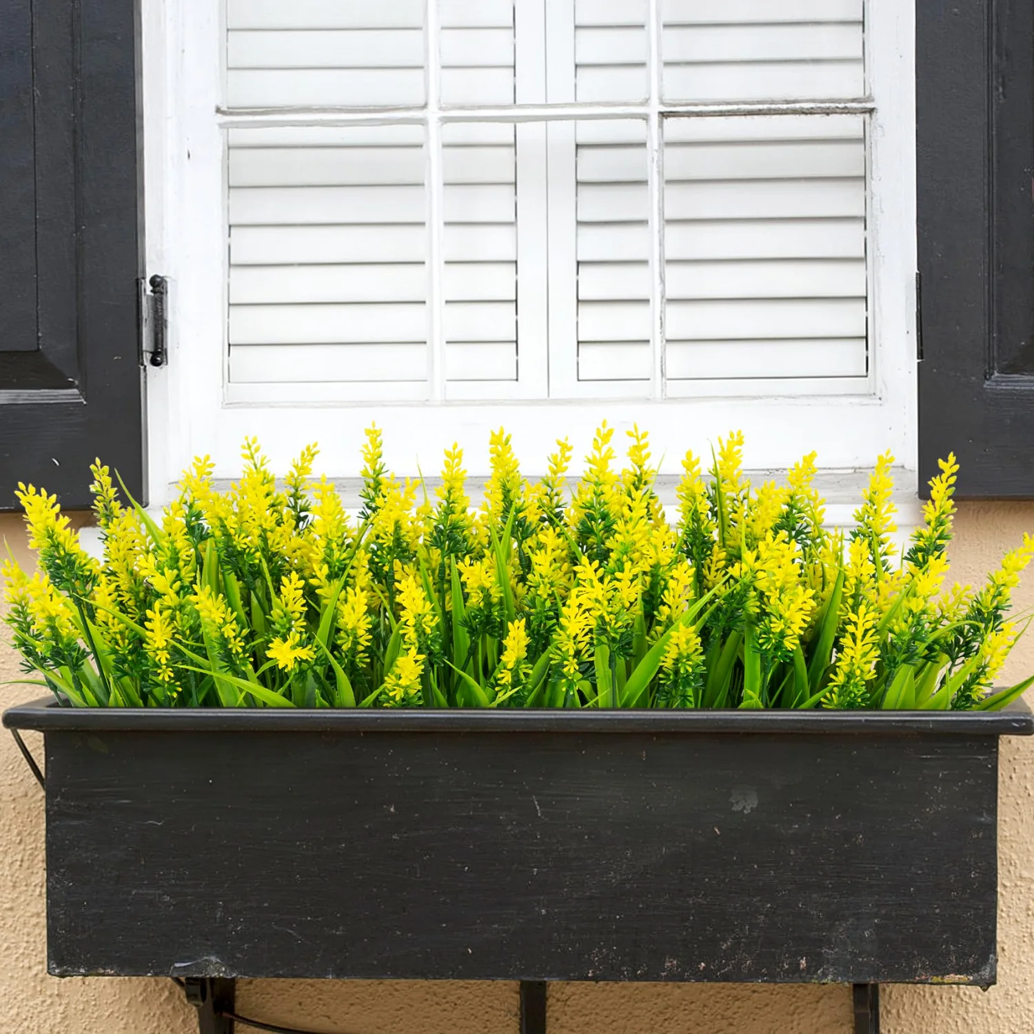 Bassion Window box lavender, 24 bundles in Yellow