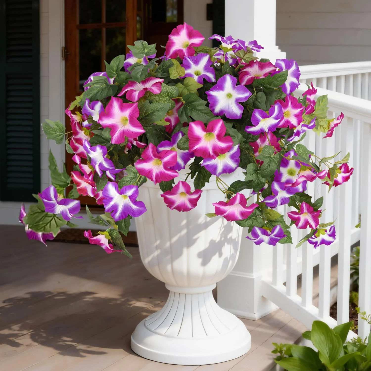 Bassion Petunia bushes, 2 pack in Fuchsia