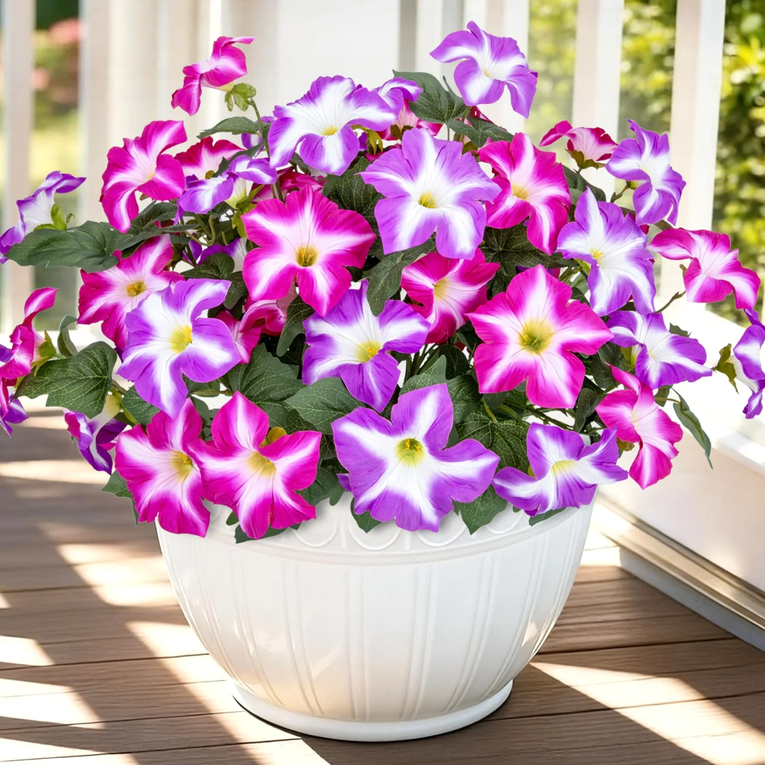 Bassion Fake petunias, 4 pack in Fuchsia