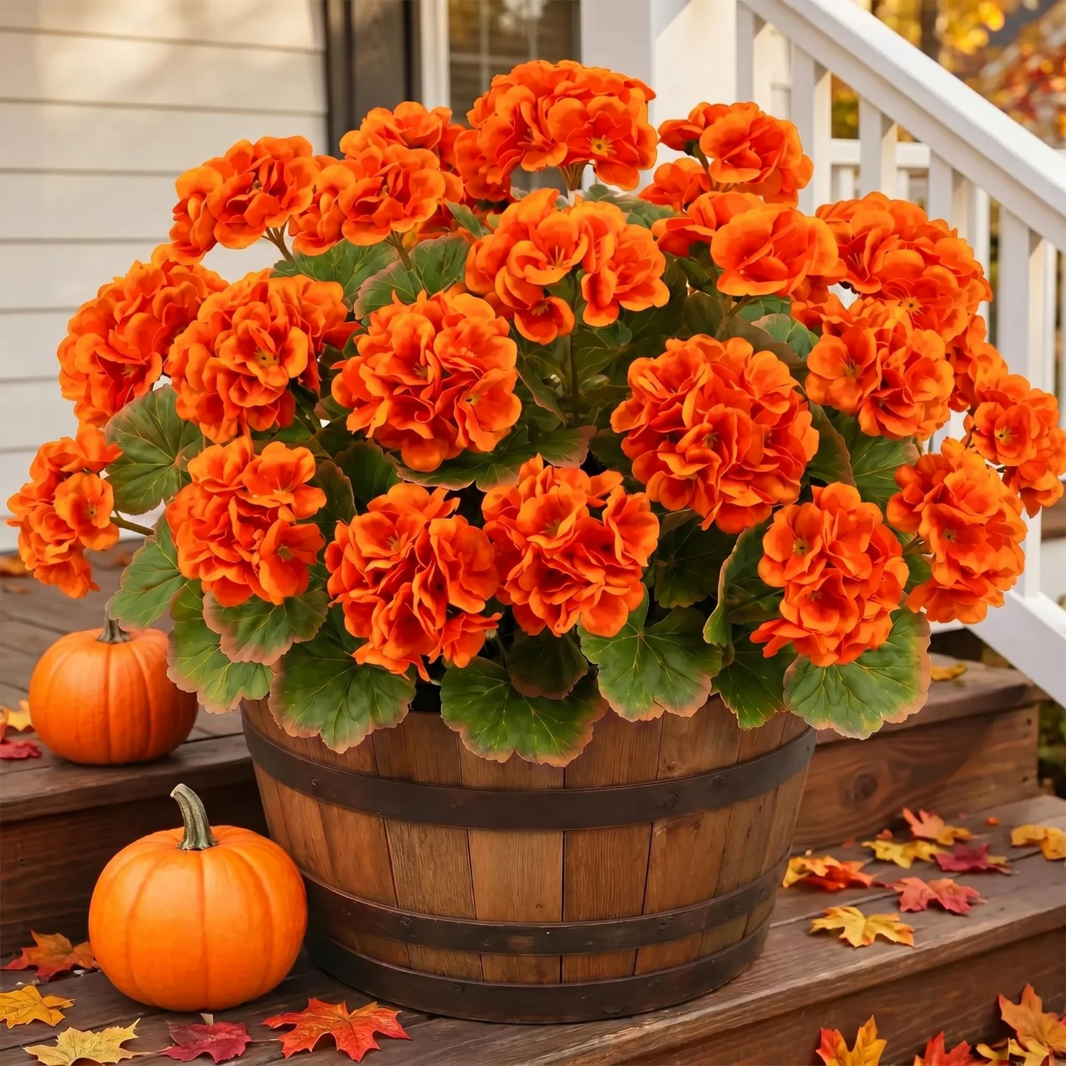 Bassion Fall geraniums, 6 pack in Orange