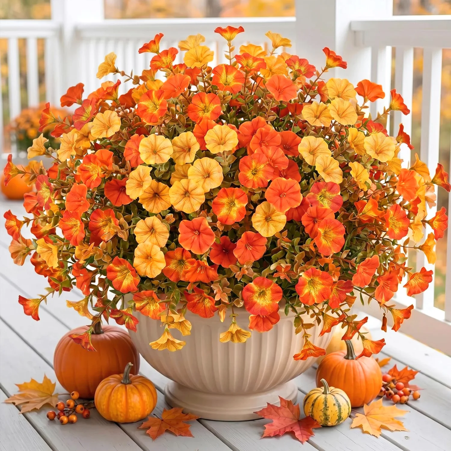 Bassion Fall morning glory bundles, 12 pack in Orange Yellow